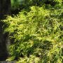 Falsecypress – Filifera Aurea – #1 Container